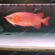 arowana super red/ arwana super red blue base 45cm