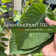 ใบกระท่อม กระท่อมปทุมแท้ (Kratom) บ้านสวน คลอง9 รับประกันใบเสีย เก็บสด-ชนมือทุกเช้า ใบสด 1 กิโลกรัม