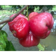 Benih Pokok Jambu Air Merah Taiwan