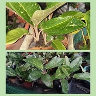 ✶☼℡Green Laksap Aglaonema Uprooted Live Plants (Luzon only)