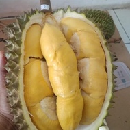 Buah Durian Duren Bawor Super Bulat Utuh Bukan Kupas Bukan Musang King nUg