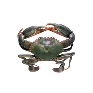 Mud Crab (500g)