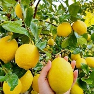 (2 Butir) Bibit Benih Buah Jeruk Lemon