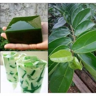 daun cincau hijau jelly /1 kg