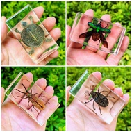 7.4cm Real Insect Specimens Transparent Resin Ornaments For Children Early Childhood Education Cogni