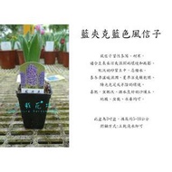 心栽花坊-藍夾克藍色風信子/球根植物/開花植物/小品/售價100特價80