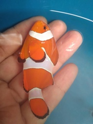 Ikan Hias Laut NEMO / Badut / Clownfish Size L