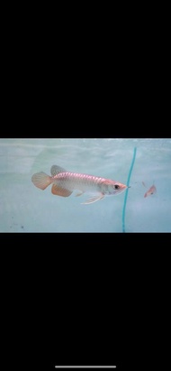 Blue Base Crossback MGBB Arowana