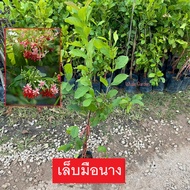 ต้นเล็บมือนาง เล็บมือนาง (Rangoon creeper ) กิ่งชำ ไม้ดอก มีดอกสีสวย (รับประกัน ส่งใหม่ฟรี หากสินค้าเเสียหาย!!)