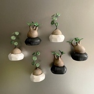 接單製作款 軟陶黏土迷你塊根植物磁鐵 共兩款 。磁植系列