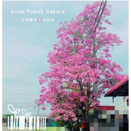 【Live Plant】Tabebuia rosea.Anak Pokok Sakura Malaysia 大马粉色风铃木树苗