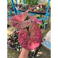 AB Nursery - Thai Caladium Hybrid Mane Muang Non