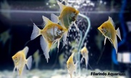 Dantum Albino Angelfish - Manfish - Altum Orinoco