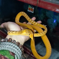 ular pucuk hypo/kuning ( ahaetulla prasina)