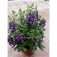 MDC-Angelonia Plant Sapling- Purple (Pokok Bunga Angelonia- ungu) Anak Pokok Tanaman Benih Garden Seed Seeds