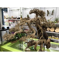 Bonsai Driftwood Bonsai Tree Bonsai Wood XL 50-60cm [for aquarium 120cm]