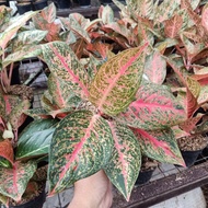 tanaman hias aglaonema tiara