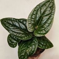 tanaman hias anthurium sirih - anthurium radicans