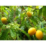 Pouteria caimito Sapling / Anak Pokok Buah Abiu  (Live Plant)