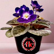 tanaman hias bunga violces ungu putih