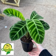 Calathea Zebrina with FREE plastic pot, pebbles and garden soil (Indoor Plant and 4 Stocks Only)