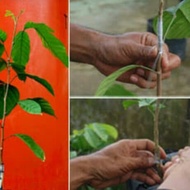 entres Buah Duku Komering Palembang