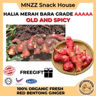 [MNZZ] 1kg Fresh Bentong Halia Bara Merah Benih Red Ginger Jahe Original Pedas Spicy Herbs Ubat Trad