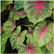 MF - Red star caladium / keladi / live plant / home / garden / pokok hidup / alocasia