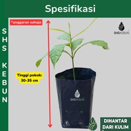 Pokok Buah Abiu Star Apple Ciku Australia Buah Kuning Caimito Live Plant SHS Kebun