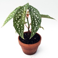 Begonia maculata Real live plant