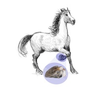 Yogam Horse shoe / kuthirai laadam