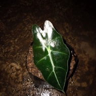 bibit tanaman hias bibit alocasia amazon/alokasia amazon/keladi amazon LOKAL SP