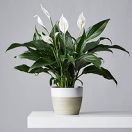 tanaman hias bunga peace lily/bunga sepatu fyllum/film