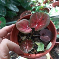 Keladi Thai RARE (Caladium Istana)