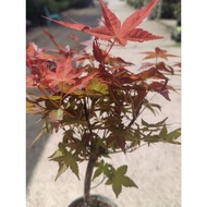 Lush & Colorful Maple Tree