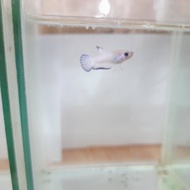 Cupang Blue Rim baby clean sudah Rim size S line Thailand