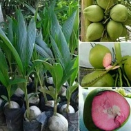 Bibit Kelapa wulung / kelapa hijau wulung /kelapa ijo asli