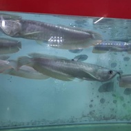 Ikan Hias Arwana Silver Size 20 Sd 25 Cm Serbuofficialstore467