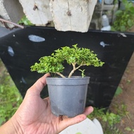 bonsai stock bebuas premna sancang 寿娘子 for  beginner 2