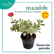 คุณนายไฮโซด่าง กระถาง 3 นิ้ว  สีสวย ใบสวย ออกดอกบ่อย Portulaca Oleracea variegata ไม้อวบน้ำ ต้นไม้