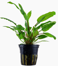 tumbuhan akuatik Cryptocoryne wendtii `Green' aquascape