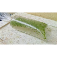 Duckweed (1 plastic bag-3x12)