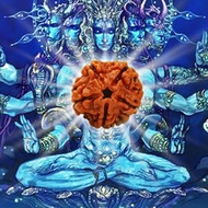 5 Face Rudraksha/ 5 Mukhi Rudraksha/ 5 முக ருத்ராட்சம்