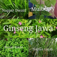 Keratan Ginseng Jawa/Napier Dwarf/Pandan/Napier Gajah/Mulberry/Bayam Brazil