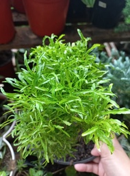 green papua - indoor outdoor plant