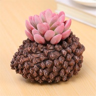 Flowerpot Pine Nuts  Shaped Fower Pots Succulent Planters Micro Landscape Garden Decorative Flower P