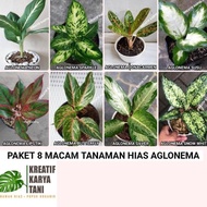 Paket 8 tanaman hias aglonema - Paket aglonema murah