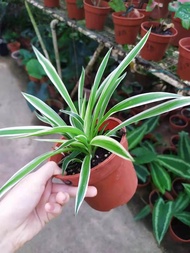 [Live plant] [Cheapest] Spider plant Spider Curly natural air purifier 吊兰