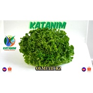 Olmetie Lettuce Seeds by Rijk Zwaan (repacked seeds 100 - 500 pills) - Katanim
