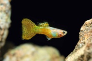 golden cobra guppy / 1 pair / ikan Guppy / Live Fish / Aquarium / Aquascape / Ornamental Fish / ikan